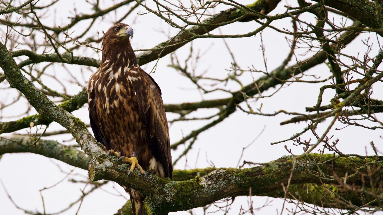 Eagle rests on a tree at Longleat 